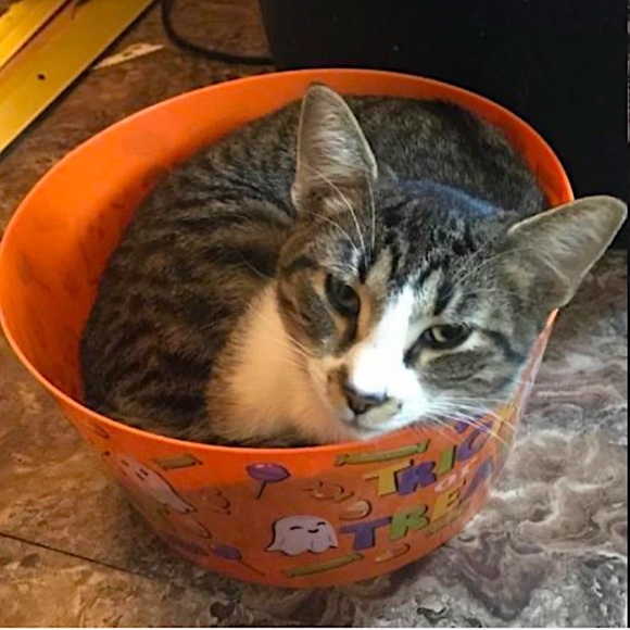 Posh Ambassador for Jane Iredale 🥰 - Picture 11 of 16